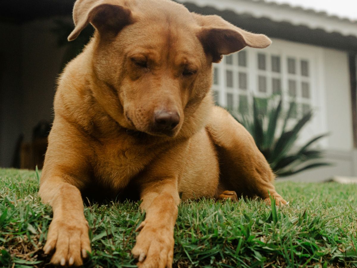 a puppy standing on grass