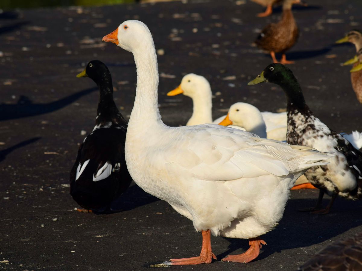 a group of ducks and ducks walking on a road