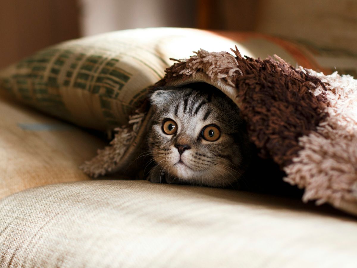 brown Scottish fold in brown thick-pile blanket